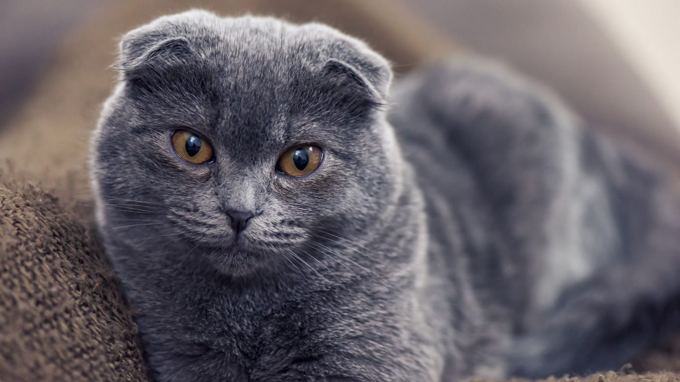 Blue british shorthair cat posing