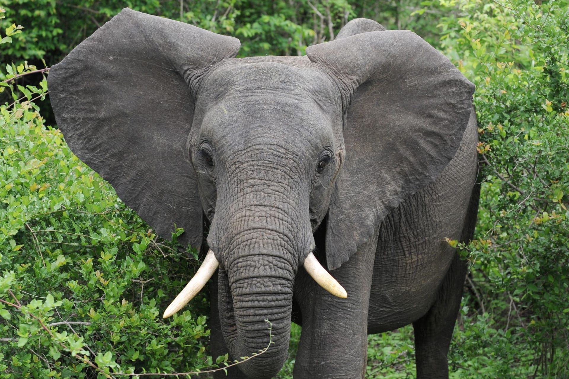 Afrikanischer Elefant