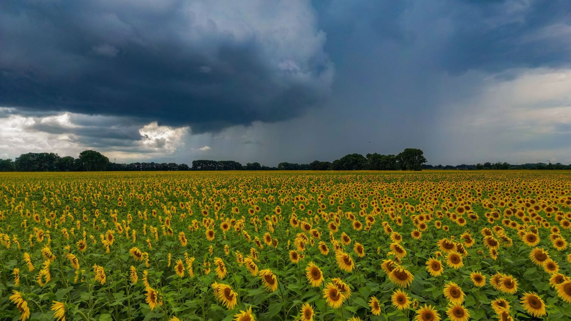 Regenschauer über Sonnenblumenfeld