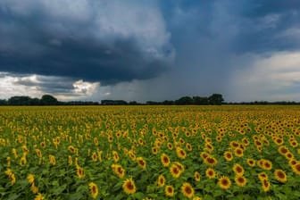 Regenschauer über Sonnenblumenfeld