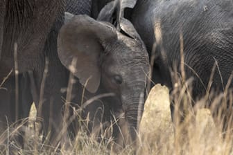 Baby-Elefant im Kruger National Park in Südafrika (Archivbild): Ein Tourist wollte nur Fotos machen, doch die Elefantenmutter fühlte sich bedroht.