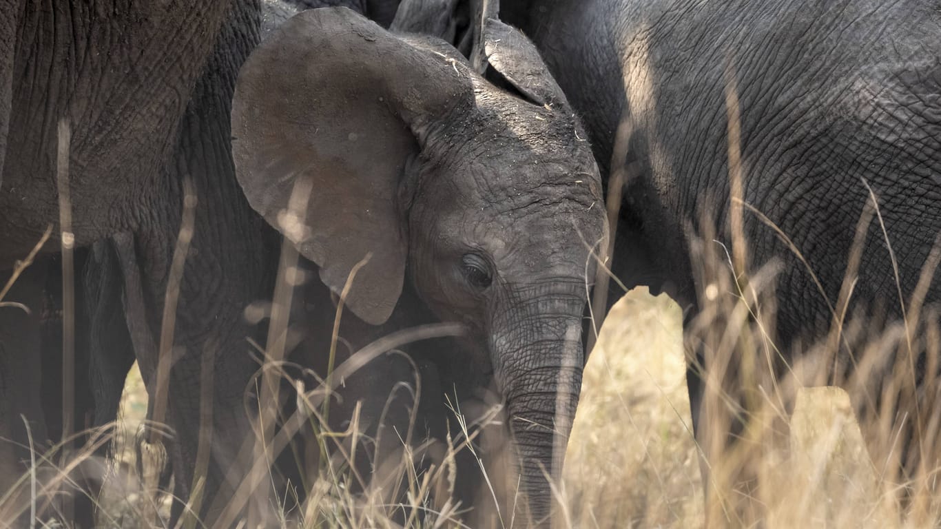 Baby-Elefant im Kruger National Park in Südafrika (Archivbild): Ein Tourist wollte nur Fotos machen, doch die Elefantenmutter fühlte sich bedroht.