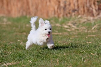 Ein Malteser beim Spielen (Symbolbild): Der kleine Hund wartet bei der Polizei auf seine Lieblingsmenschen.