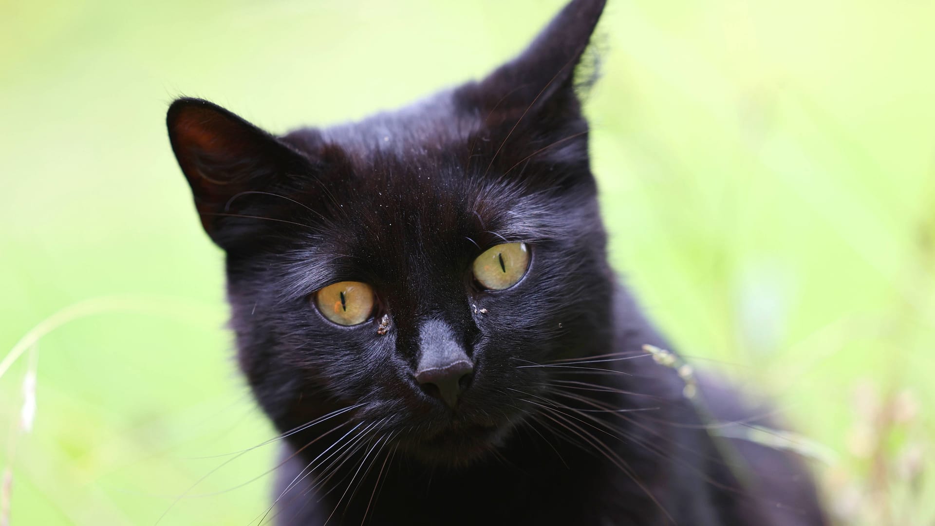 Eine schwarze Hauskatze (Symbolbild): Kater Ilay kann aus dem Tierheim Hannover ausziehen.