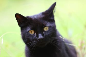 Eine schwarze Hauskatze (Symbolbild): Kater Ilay kann aus dem Tierheim Hannover ausziehen.