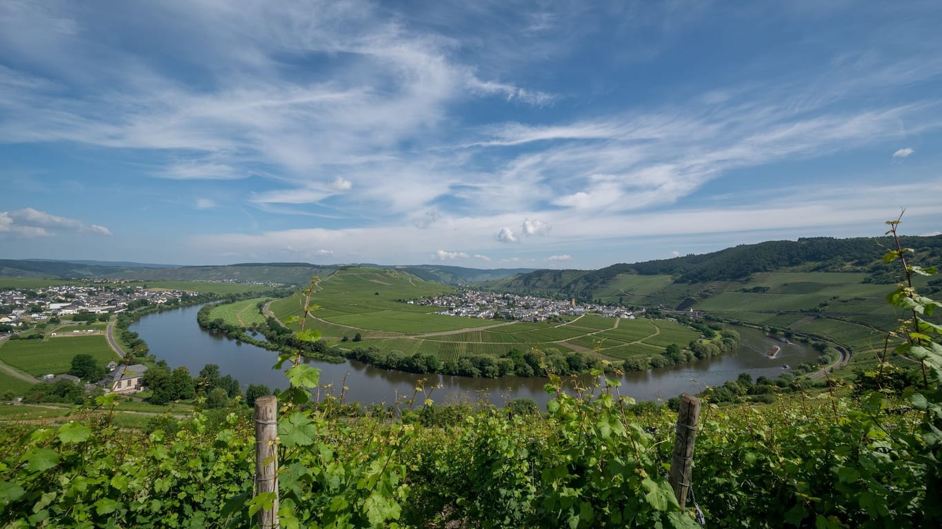 Weinberg an der Mosel - hier bei Trittenheim