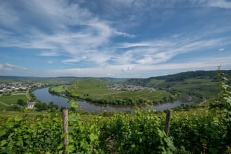 Weinberg an der Mosel - hier bei Trittenheim