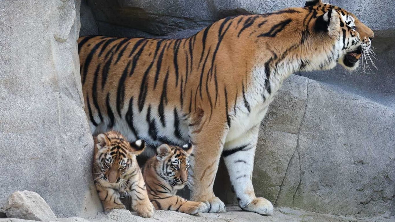 Die Jungtiere mit ihrer Mutter. Tigerjungen benötigen zunächst viel Ruhe.