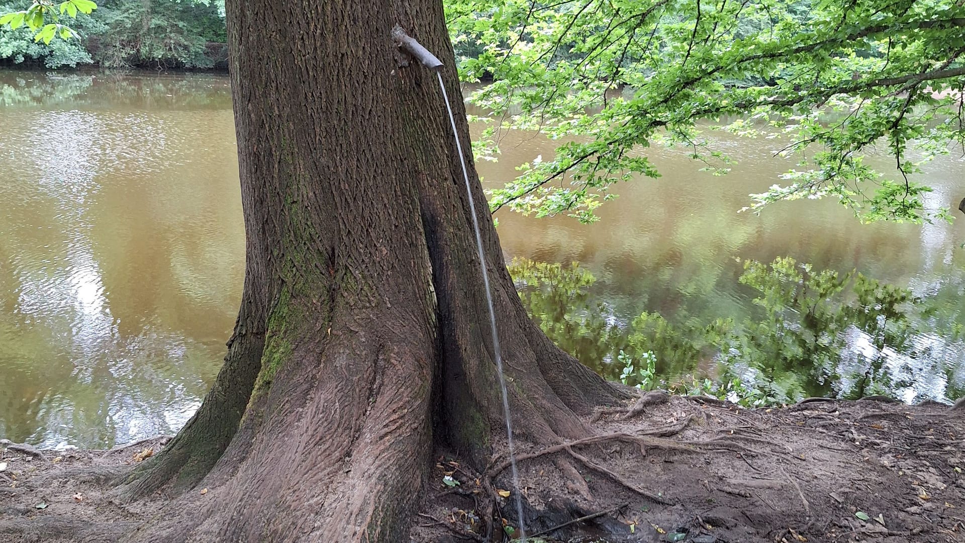 Pinkelbaum: Dieser Baum gehört zur "komischen Kunst" am Frankfurter GrünGürtel-Rundweg