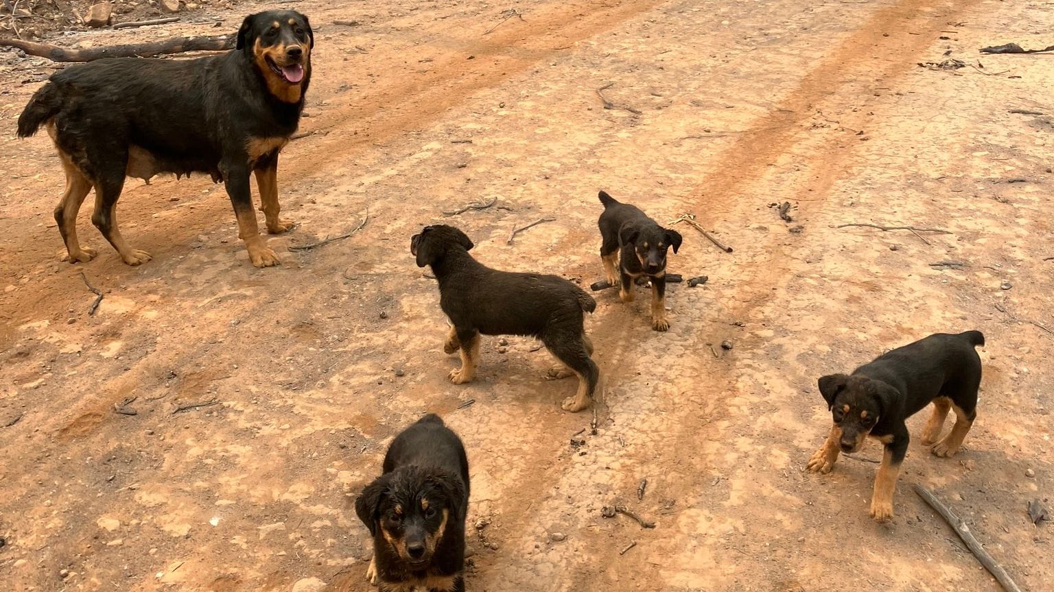 Eine Hundemutter und ihre vier Welpen wurden aus den Flammen gerettet.