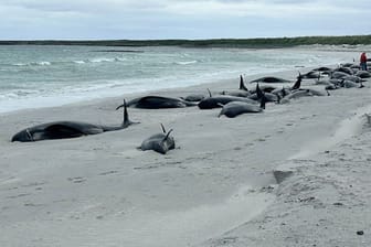 Dutzende Grindwale liegen auf einem Strand auf den schottischen Orkney-Inseln.