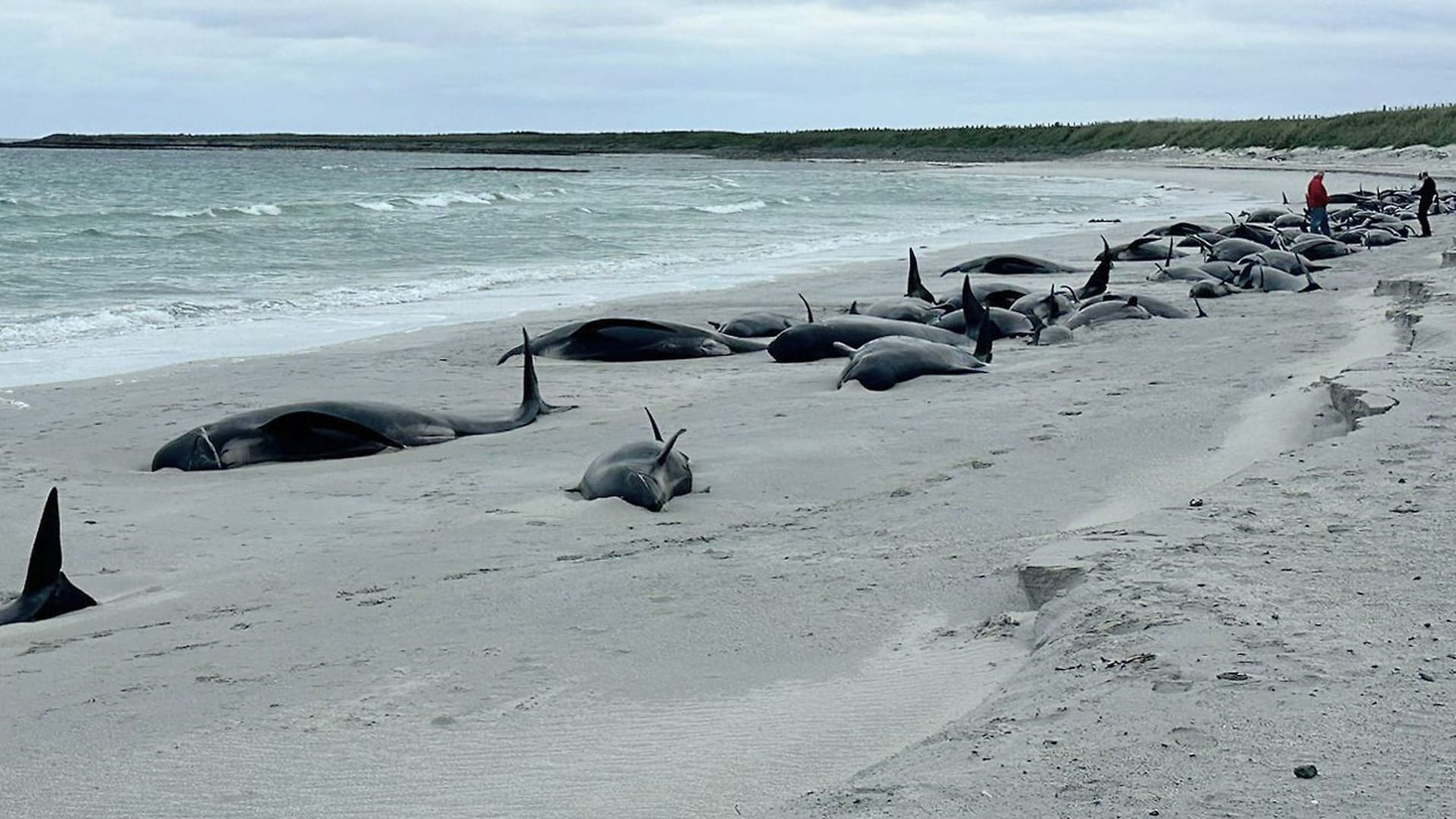 Dutzende Grindwale liegen auf einem Strand auf den schottischen Orkney-Inseln.