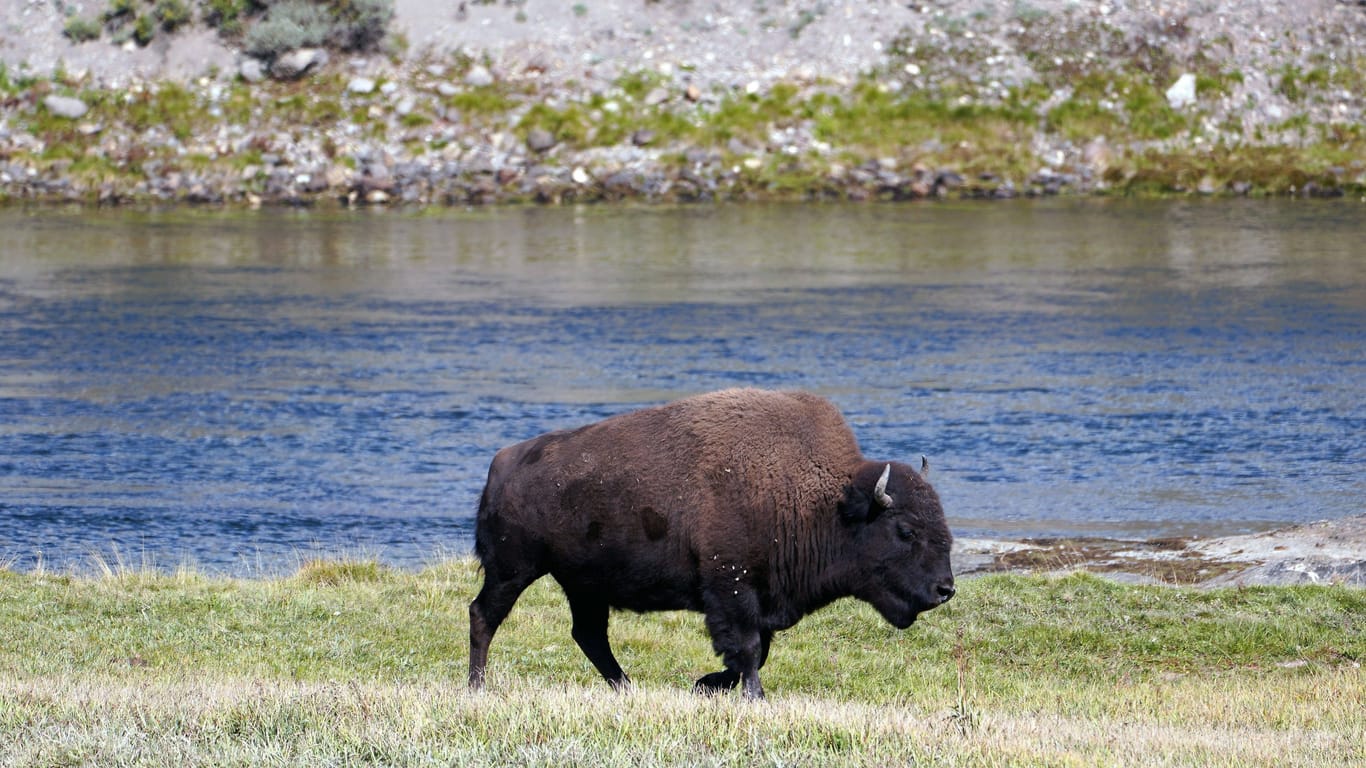 Bison im Yellowstone National Park (Archivbild): Im Park wollte ein Amokläufer ein Blutbad anrichten Ranger verhinderten das Ansinnen.