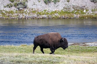 Bison im Yellowstone National Park (Archivbild): Im Park wollte ein Amokläufer ein Blutbad anrichten Ranger verhinderten das Ansinnen.