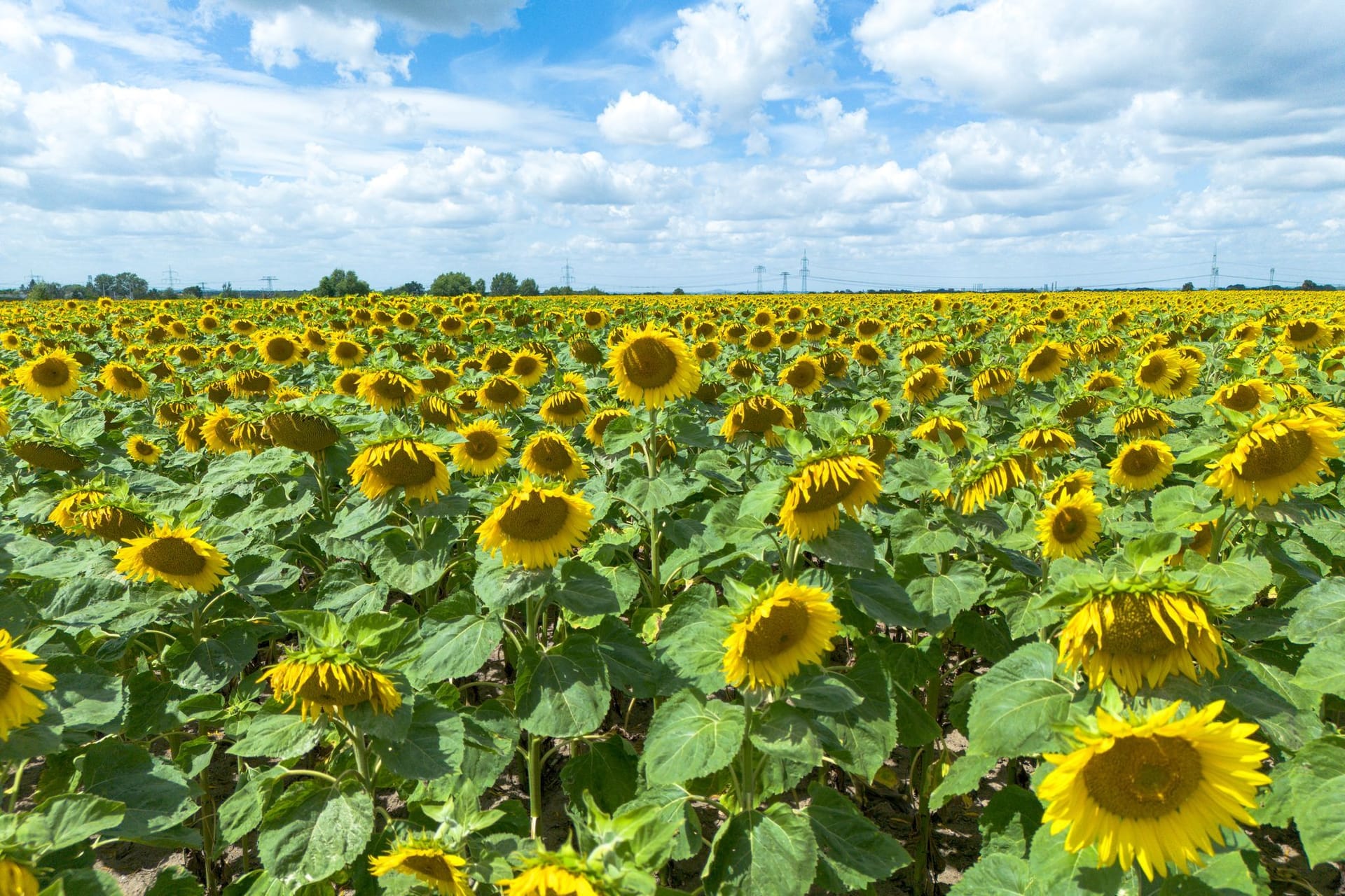 Der Sommer ist wechselhaft, aber die Sonnenblumen in Sachsen leuchten.