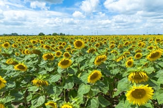 Der Sommer ist wechselhaft, aber die Sonnenblumen in Sachsen leuchten.