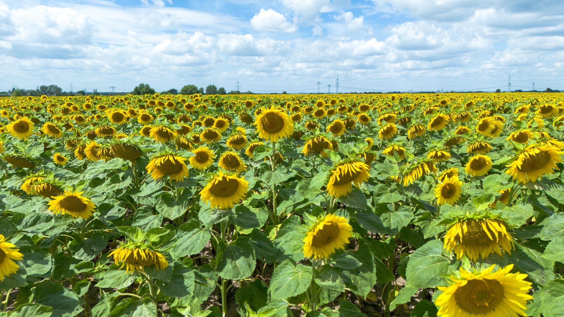 Der Sommer ist wechselhaft, aber die Sonnenblumen in Sachsen leuchten.