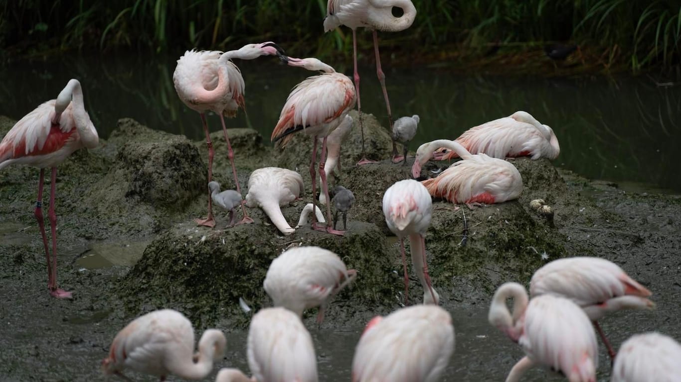 Flamingo-Hybride waren in Hellabrunn lange Zeit verbreitet. Mittels Gen-Analyse soll das künftig vermieden werden.