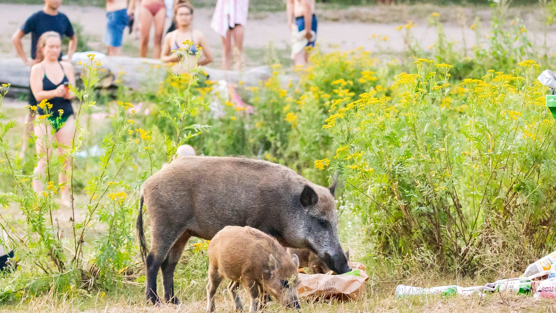 Wildschweine durchwühlen Müll am Stadtrand Berlins (Archivbild): Um die Tiere gar nicht erst anzulocken, sollten Bürger ihren Müll sicher lagern.