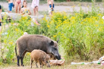 Wildschweine durchwühlen Müll am Stadtrand Berlins (Archivbild): Um die Tiere gar nicht erst anzulocken, sollten Bürger ihren Müll sicher lagern.