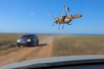 Ein Insekt im Auto (Symbolbild): Die 56-Jährige beging einen Fahrfehler.
