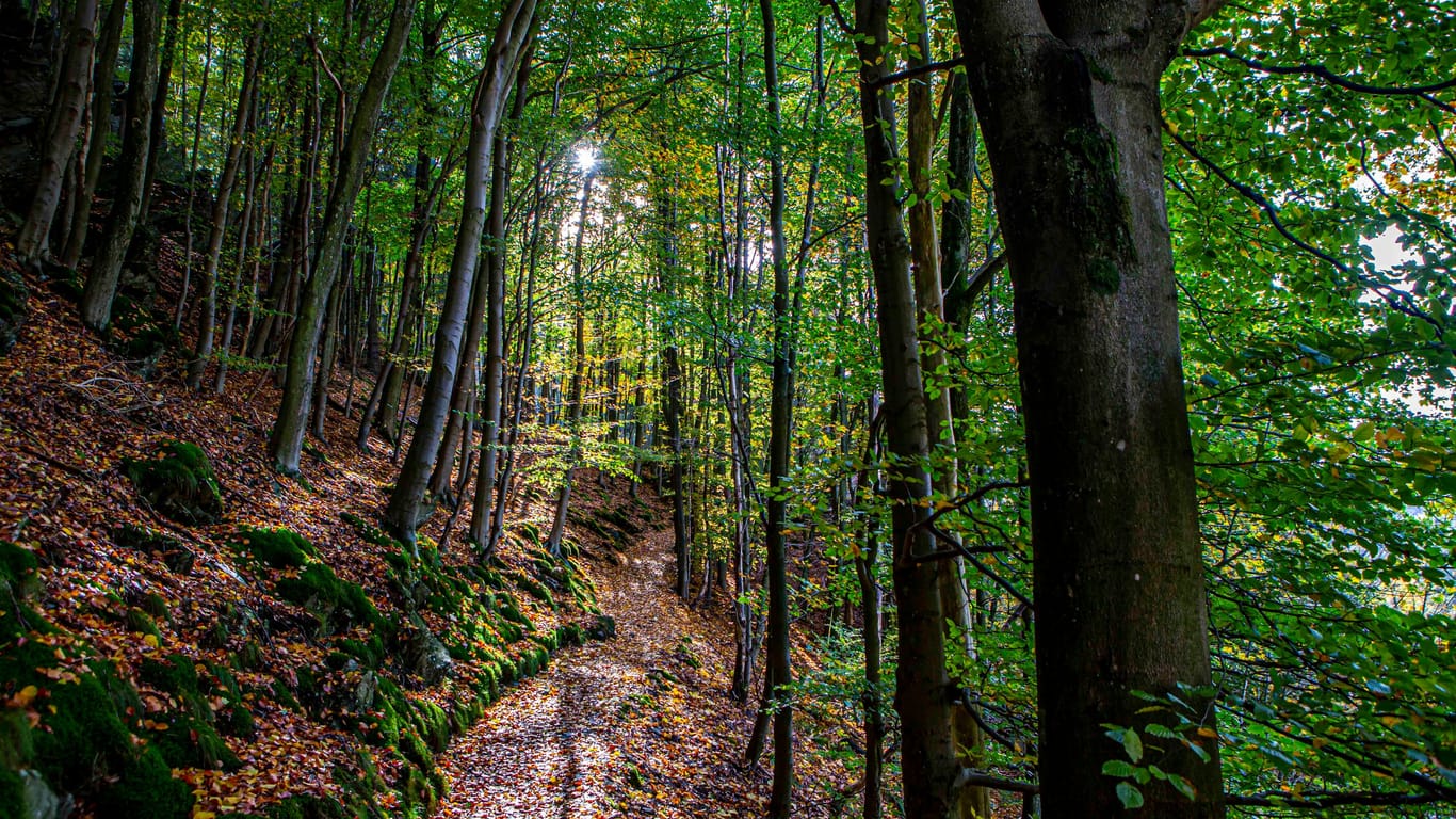 Ein mit Laub bedeckter Waldweg auf dem Eifelsteig in der Nähe von Monschau.