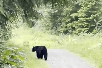Ein Bär läuft durch den Wald.