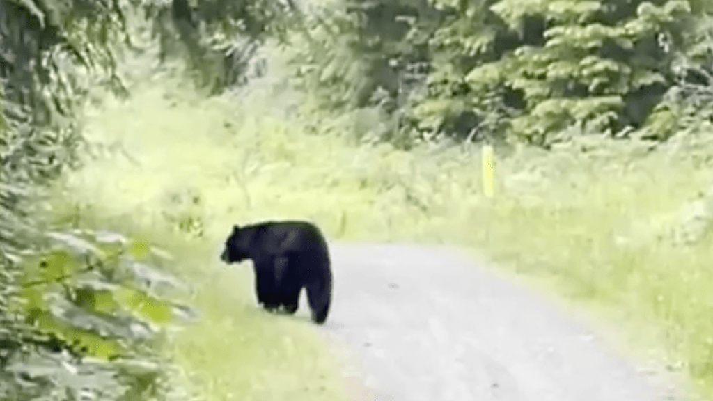 Ein Bär läuft durch den Wald.