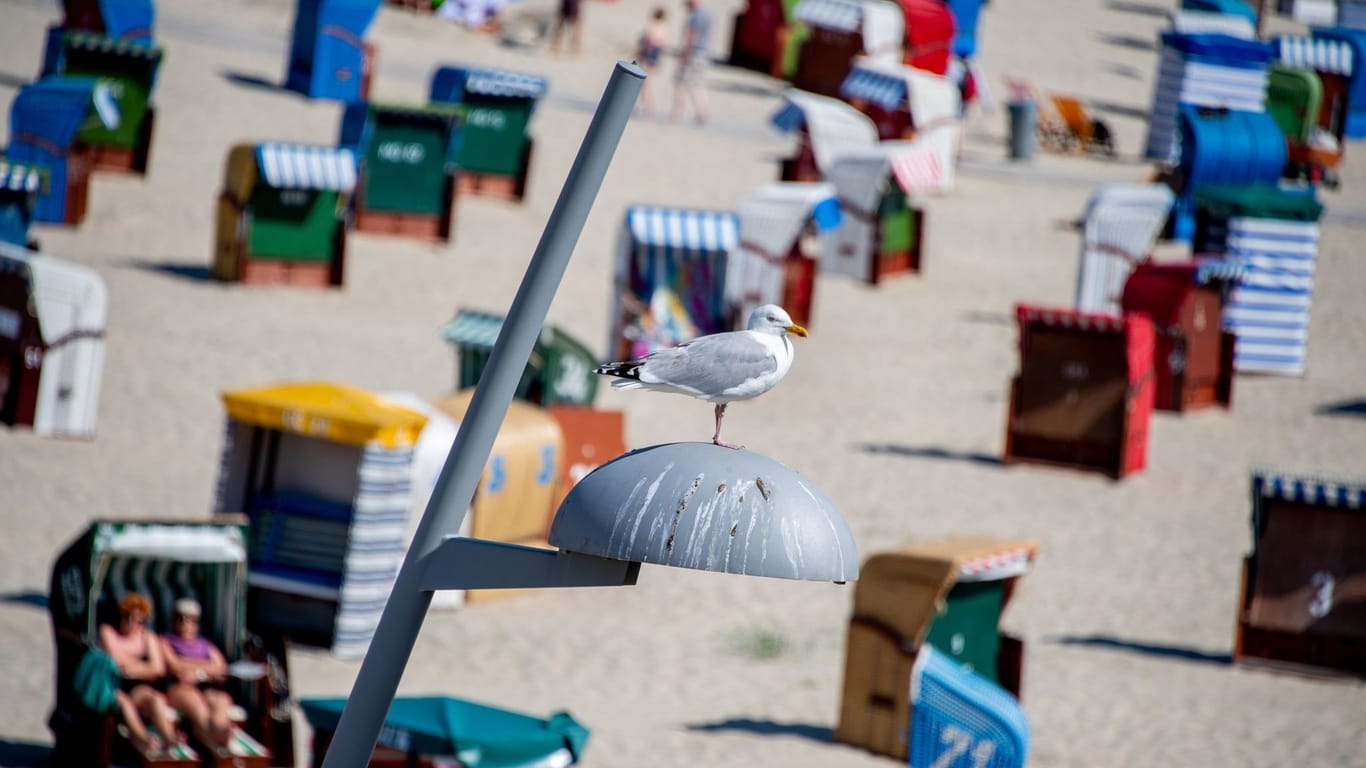 Borkum (Archivbild): Eine Möwe sitzt bei sonnigem Wetter auf einer Laterne vor zahlreichen Strandkörben und Strandzelten am Strand.