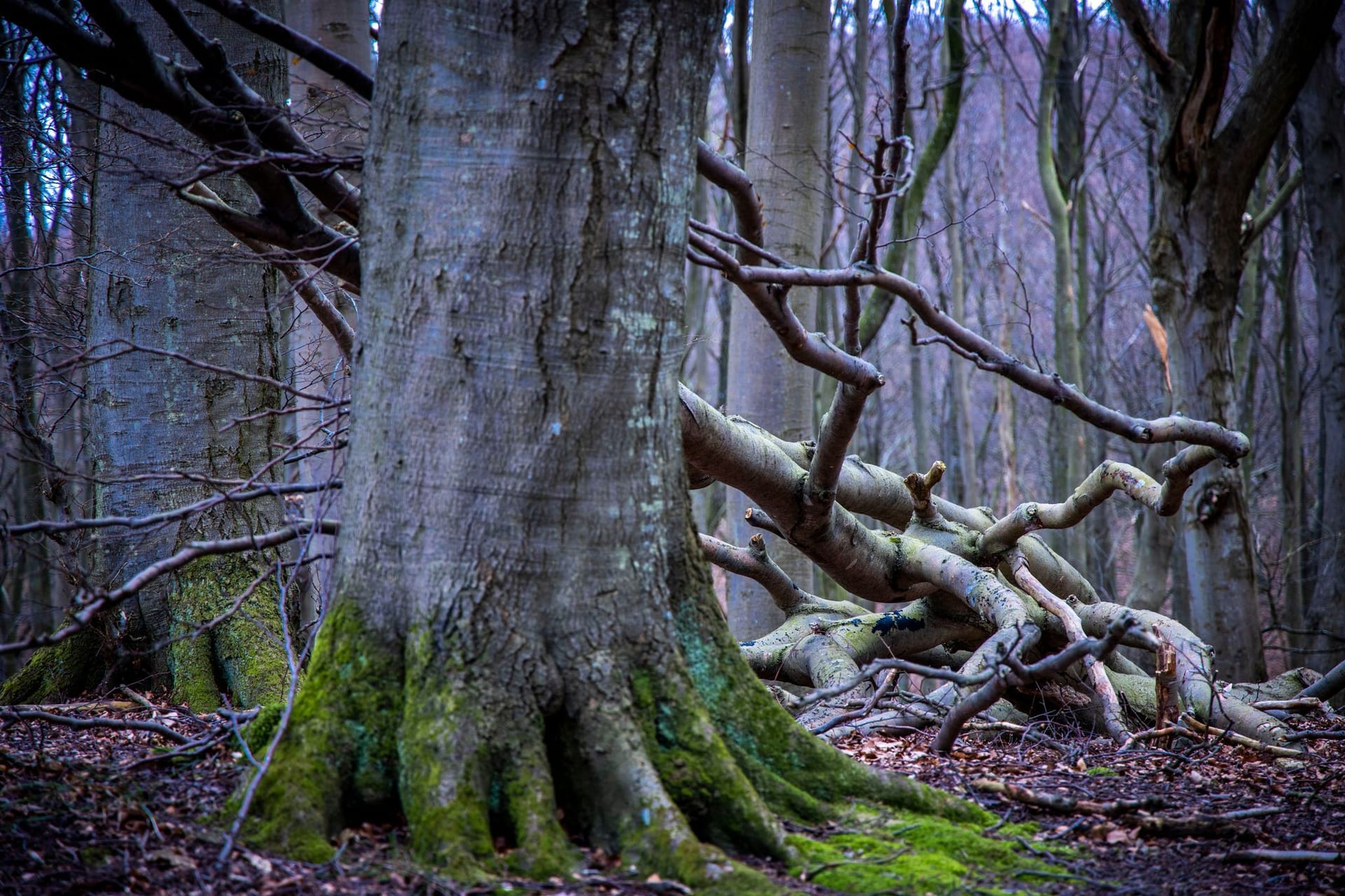 Buchenwälder im Nationalpark Jasmund