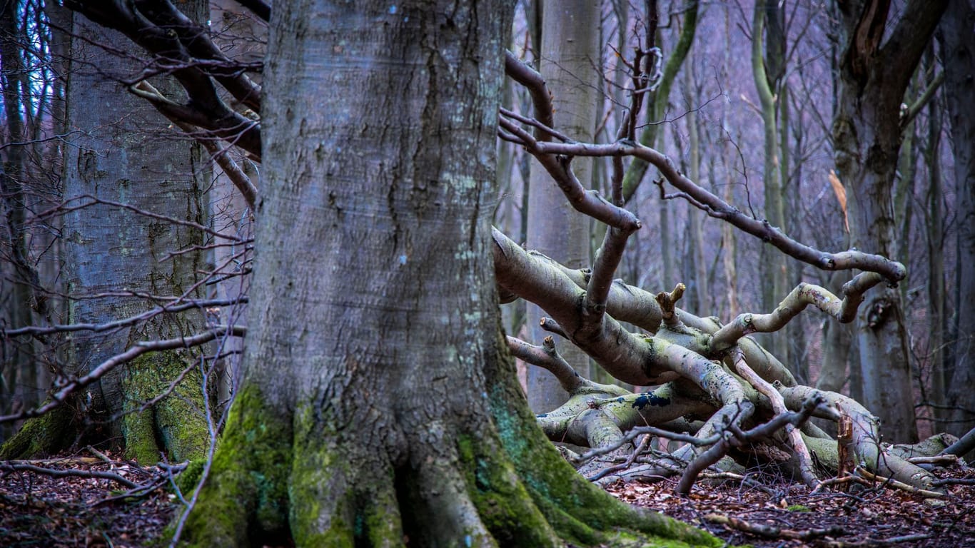 Buchenwälder im Nationalpark Jasmund