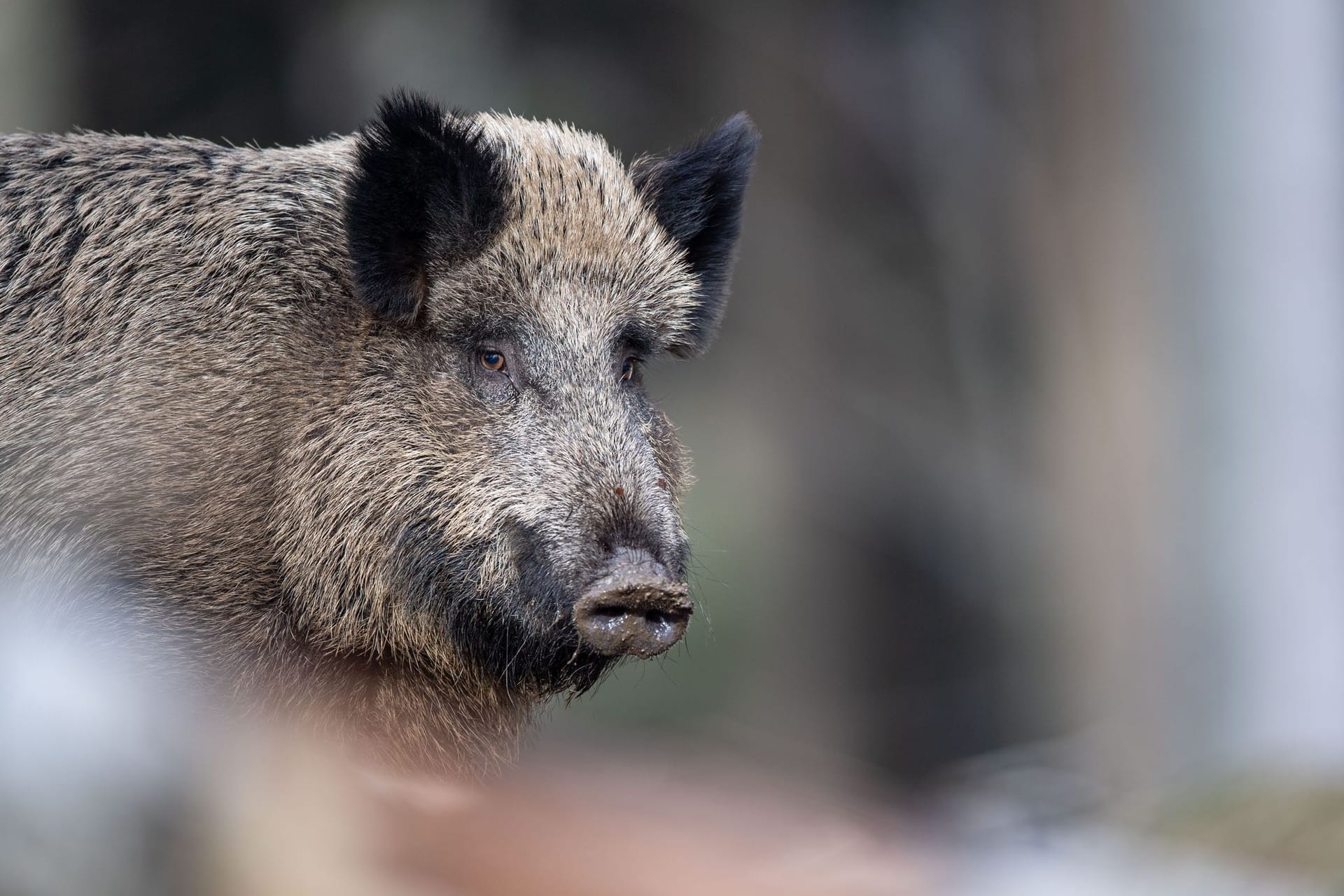 Afrikanische Schweinepest