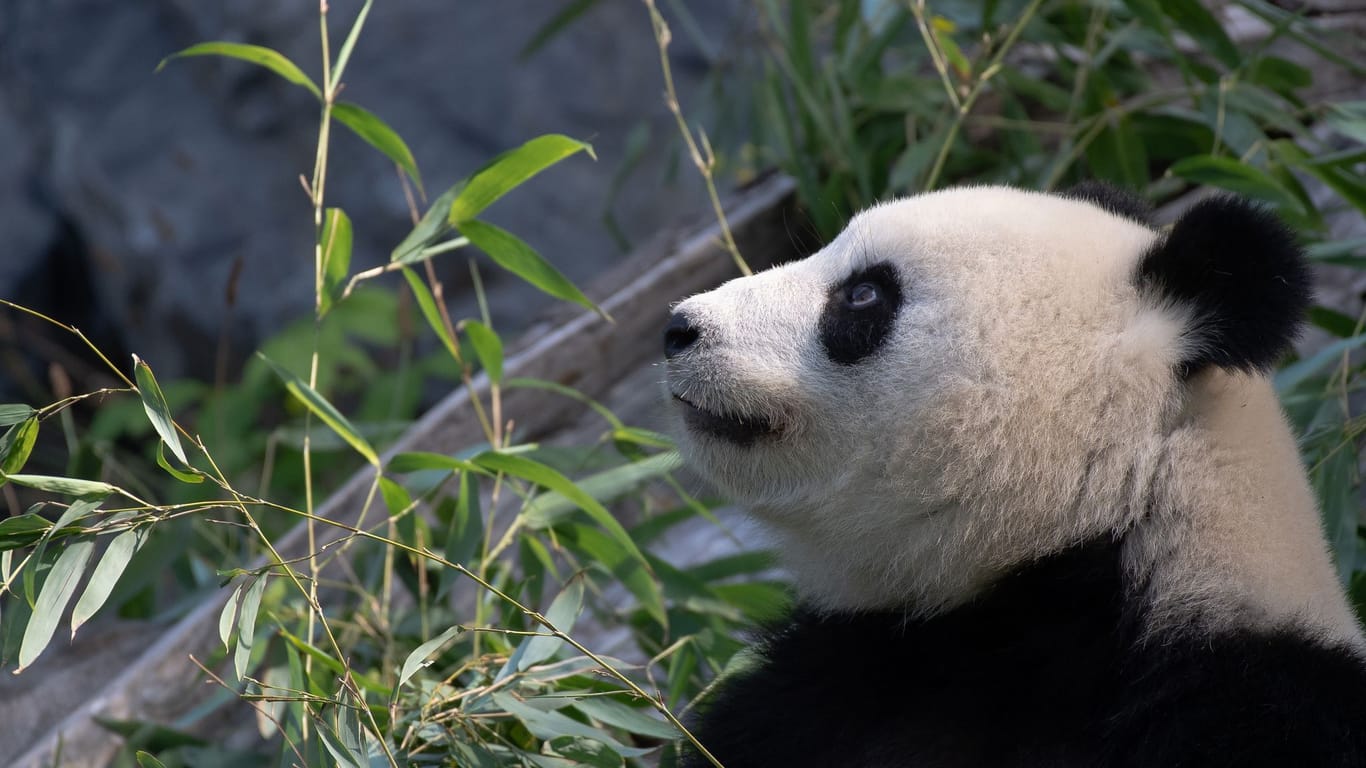 Ultraschall bei Panda-Dame Meng Meng