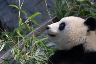 Ultraschall bei Panda-Dame Meng Meng