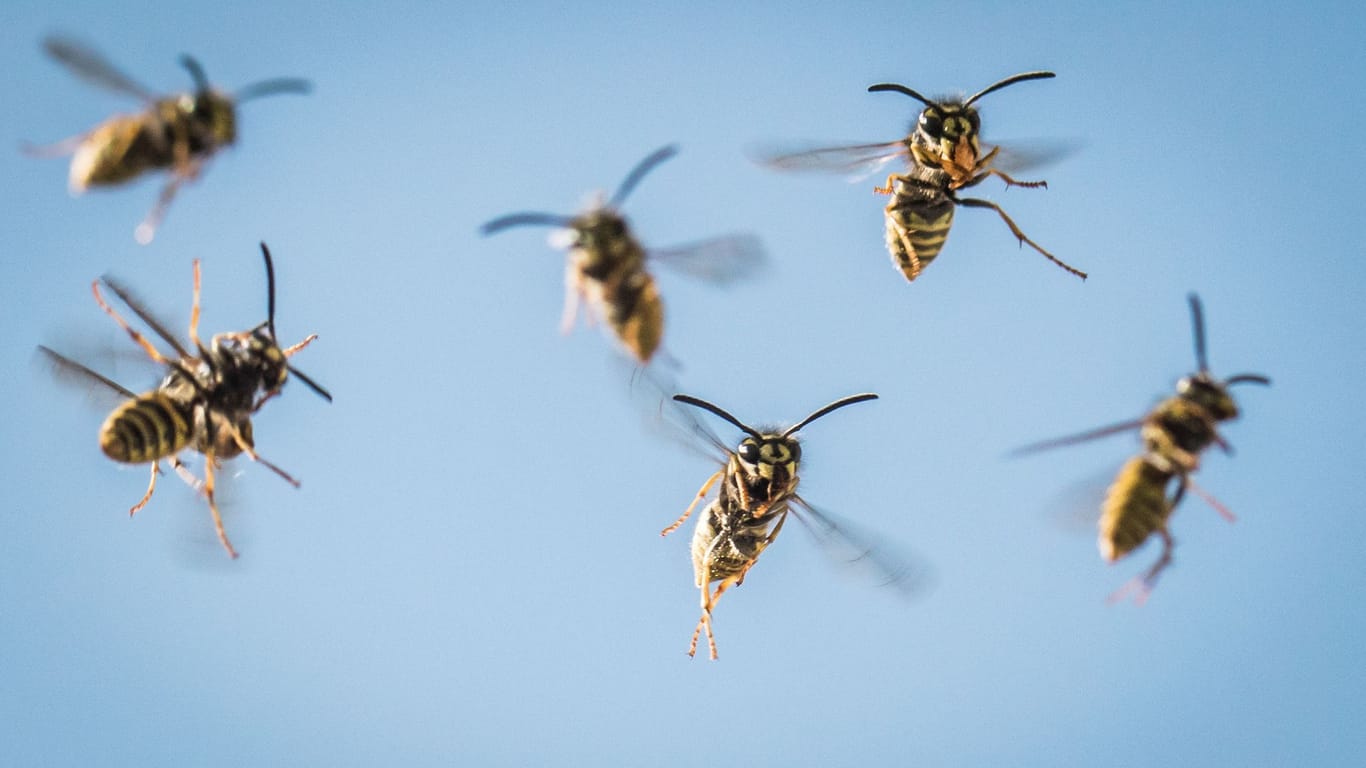 Wespen (Symbolbild): Die Insekten stachen bis zu 15-mal zu.