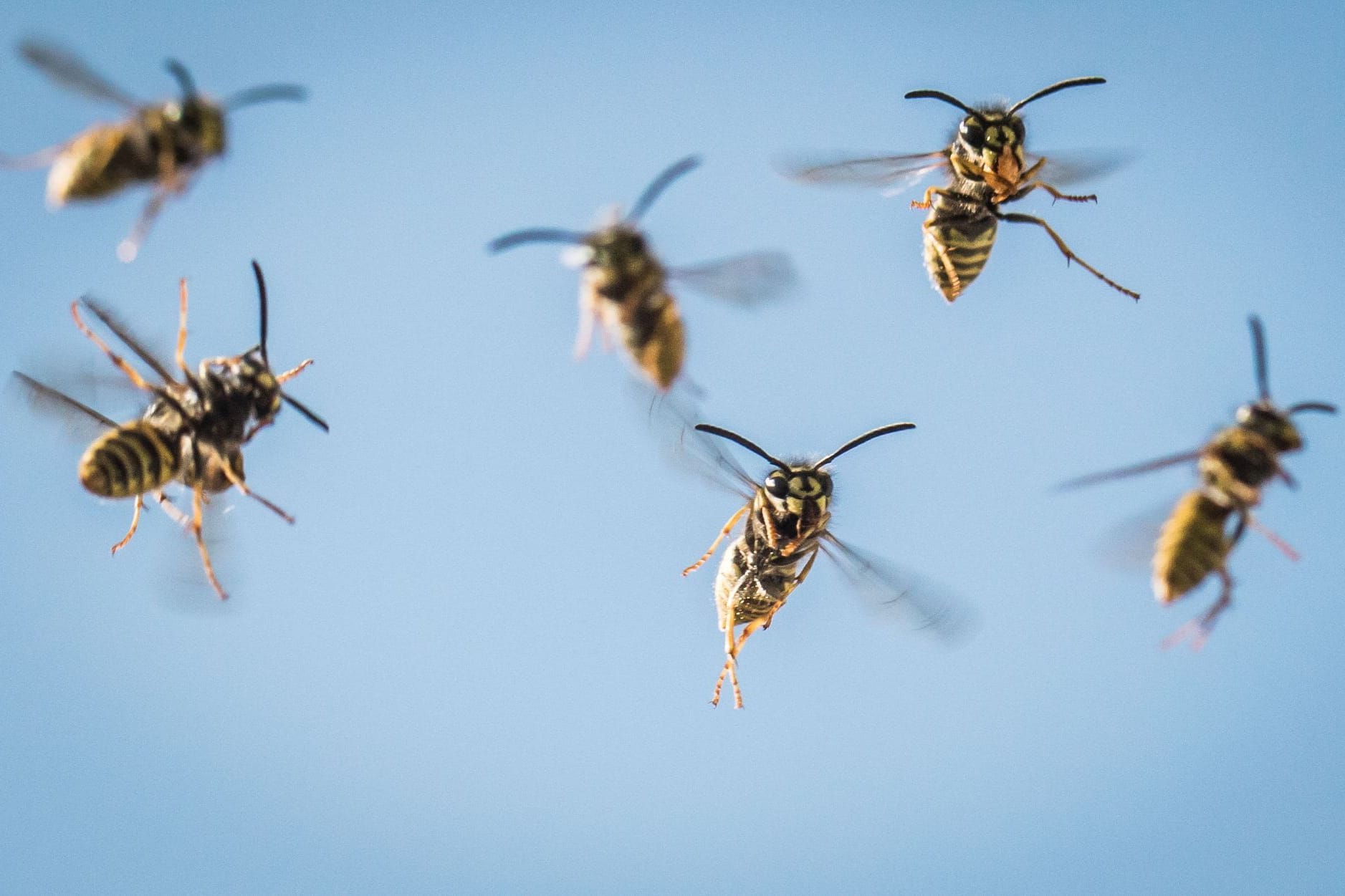 Wespen (Symbolbild): Die Insekten stachen bis zu 15-mal zu.