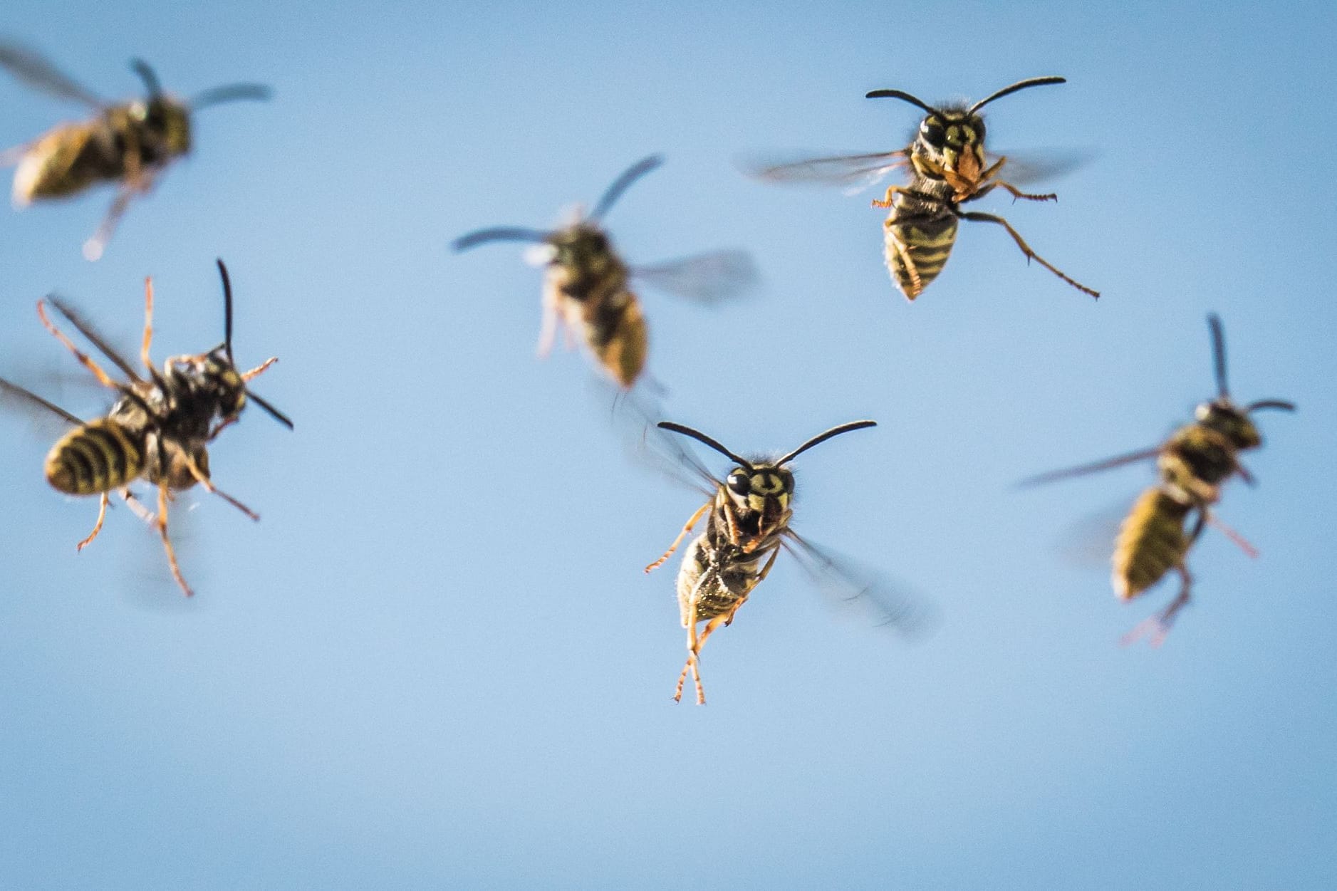 Wespen (Symbolbild): Die Insekten stachen bis zu 15-mal zu.