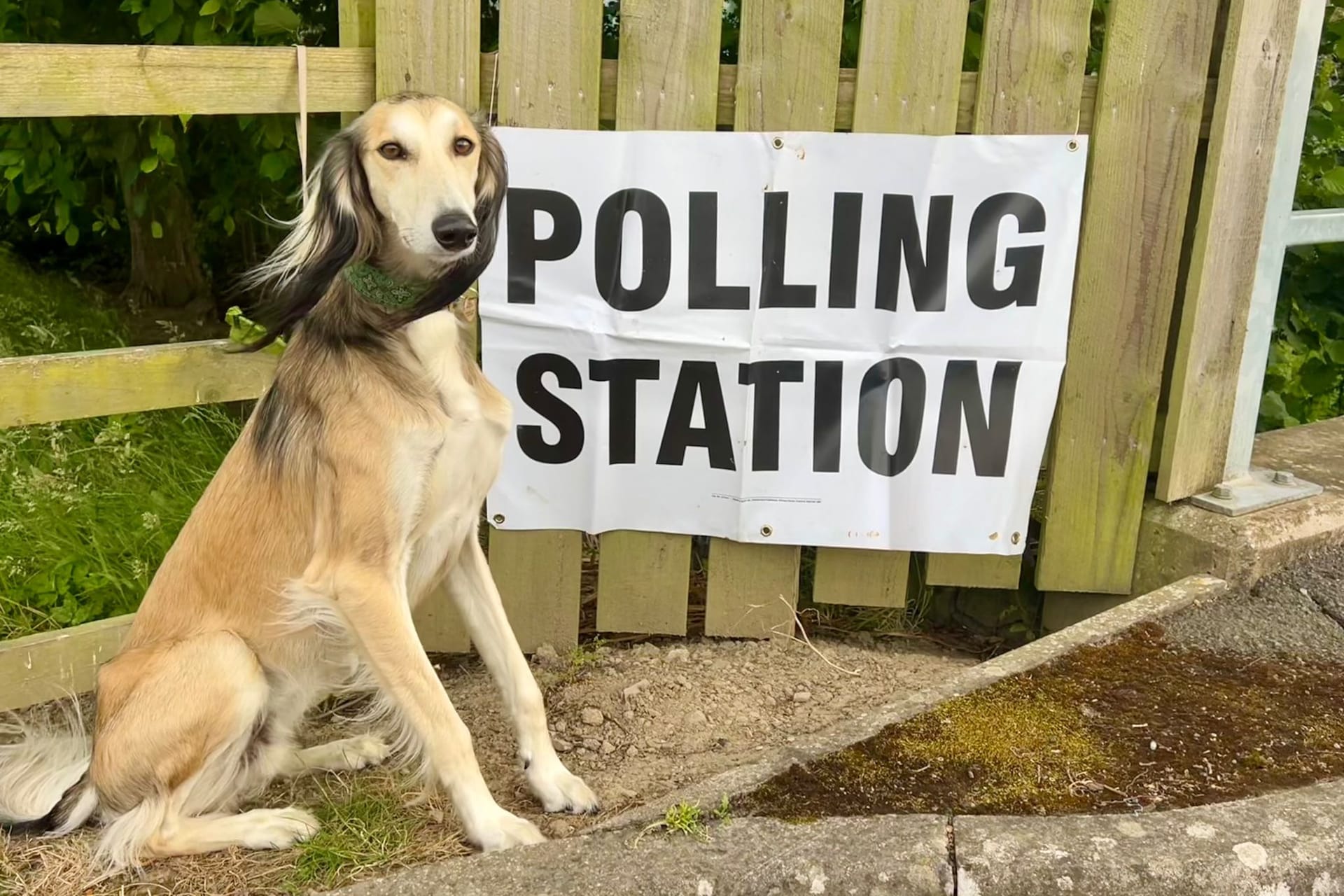 #dogsatpollingstations