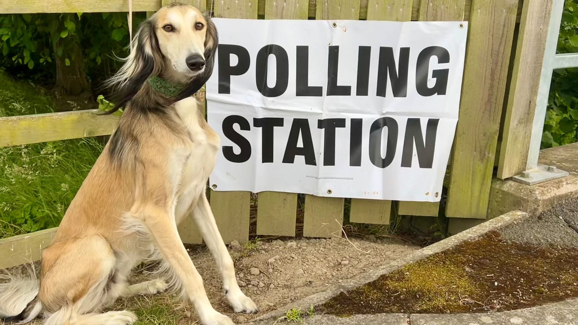 #dogsatpollingstations