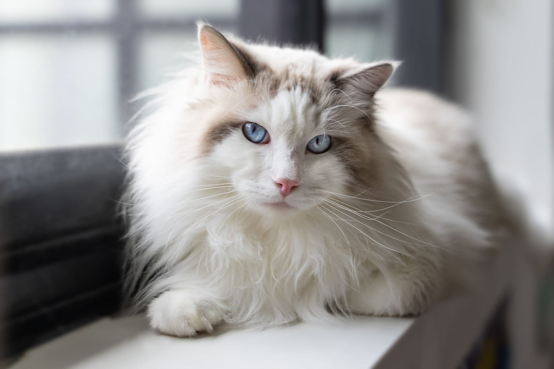 Eine grau-weiße Katze (Symbolbild): In Berlin-Reinickendorf wurde ein Streuner von der Polizei in Obhut genommen.