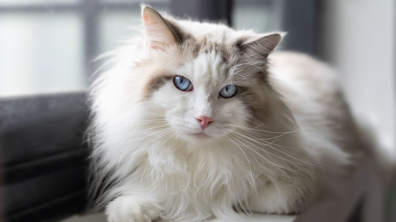 Eine grau-weiße Katze (Symbolbild): In Berlin-Reinickendorf wurde ein Streuner von der Polizei in Obhut genommen.