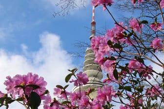 Blüten im Planten un Blomen (Symbolfoto): In der neuen Woche werden hier Bereiche teilweise abgesperrt.