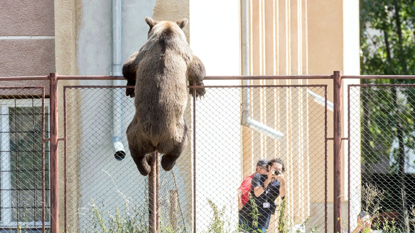 Ein Braunbär klettert über den Zaun der Schule Octavian Goga in Rumänien (Archivbild): Rumänien hat die zweitgrößte Bärenpopulation Europas nach Russland.