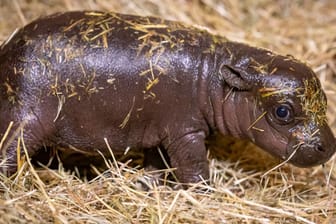 Ein Zwergflusspferd-Junges steht im Berliner Zoo: Die Einrichtung hat dazu aufgerufen, Namensvorschläge für das Junge einzusenden.