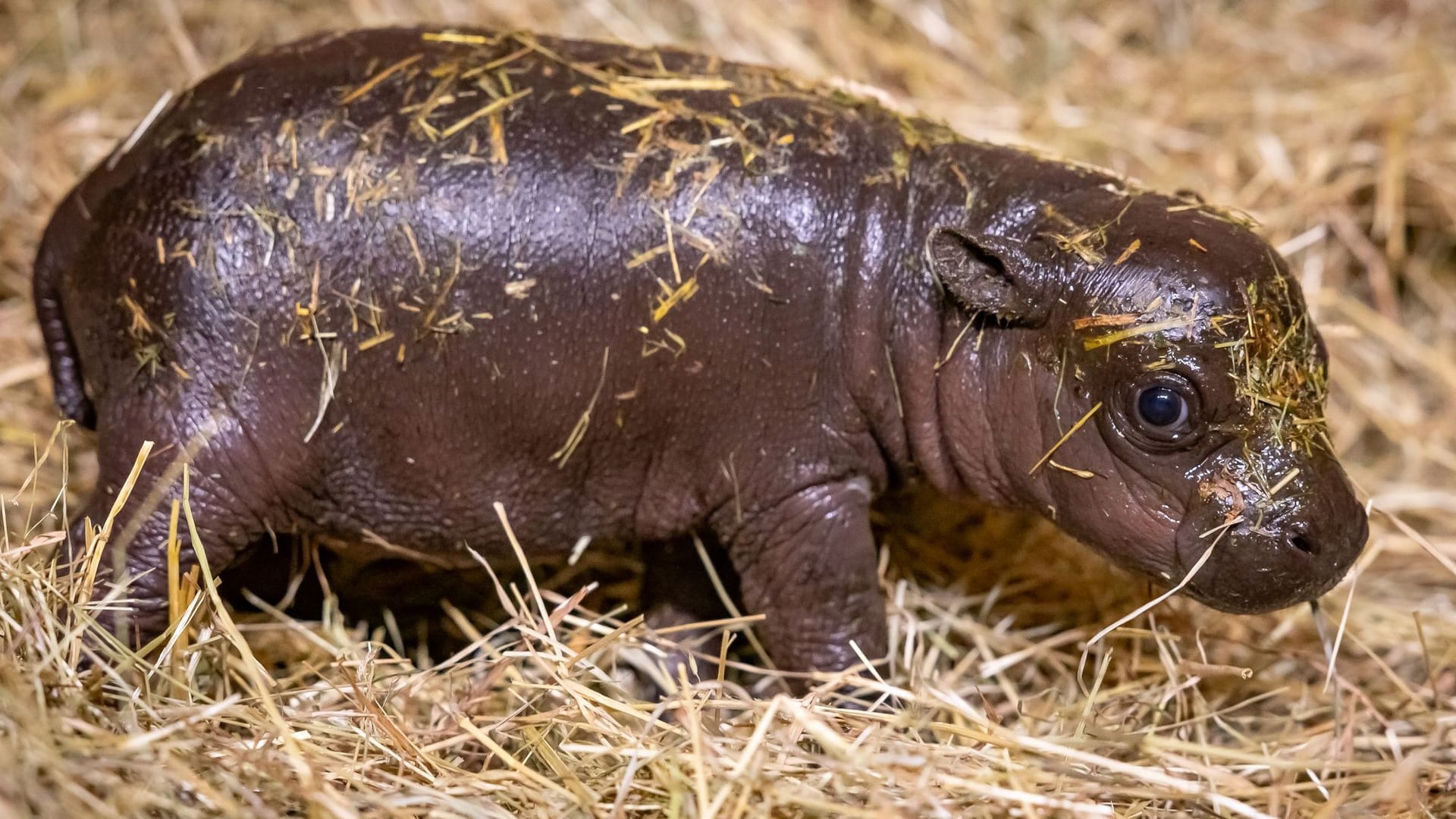 Ein Zwergflusspferd-Junges steht im Berliner Zoo: Die Einrichtung hat dazu aufgerufen, Namensvorschläge für das Junge einzusenden.