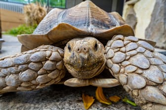 Im Dortmunder Zoo wurde nun eine neue Anlage für die Schildkröten offiziell eröffnet. Die Baukosten betragen rund 500.000 Euro.