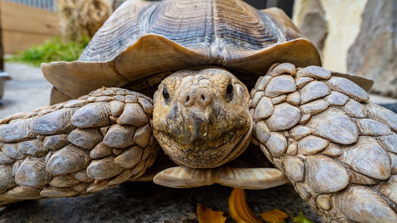 Im Dortmunder Zoo wurde nun eine neue Anlage für die Schildkröten offiziell eröffnet. Die Baukosten betragen rund 500.000 Euro.