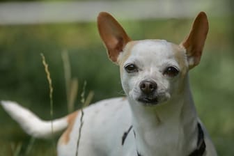Chihuahua-Männchen "Rasti" hat mit den Folgen eines Bandscheibenvorfalls zu kämpfen. Seine Therapie würde er gern außerhalb des Essener Tierheims fortsetzen.