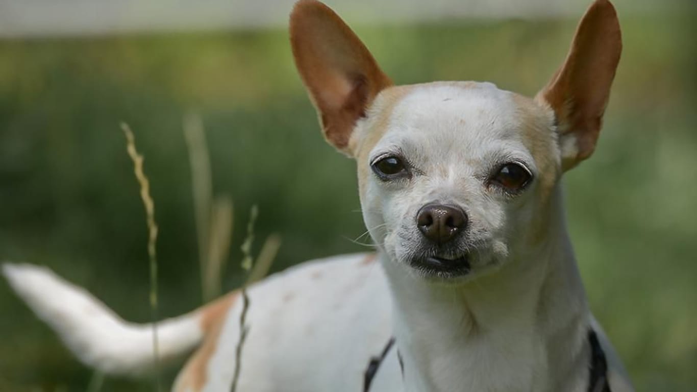 Chihuahua-Männchen "Rasti" hat mit den Folgen eines Bandscheibenvorfalls zu kämpfen. Seine Therapie würde er gern außerhalb des Essener Tierheims fortsetzen.