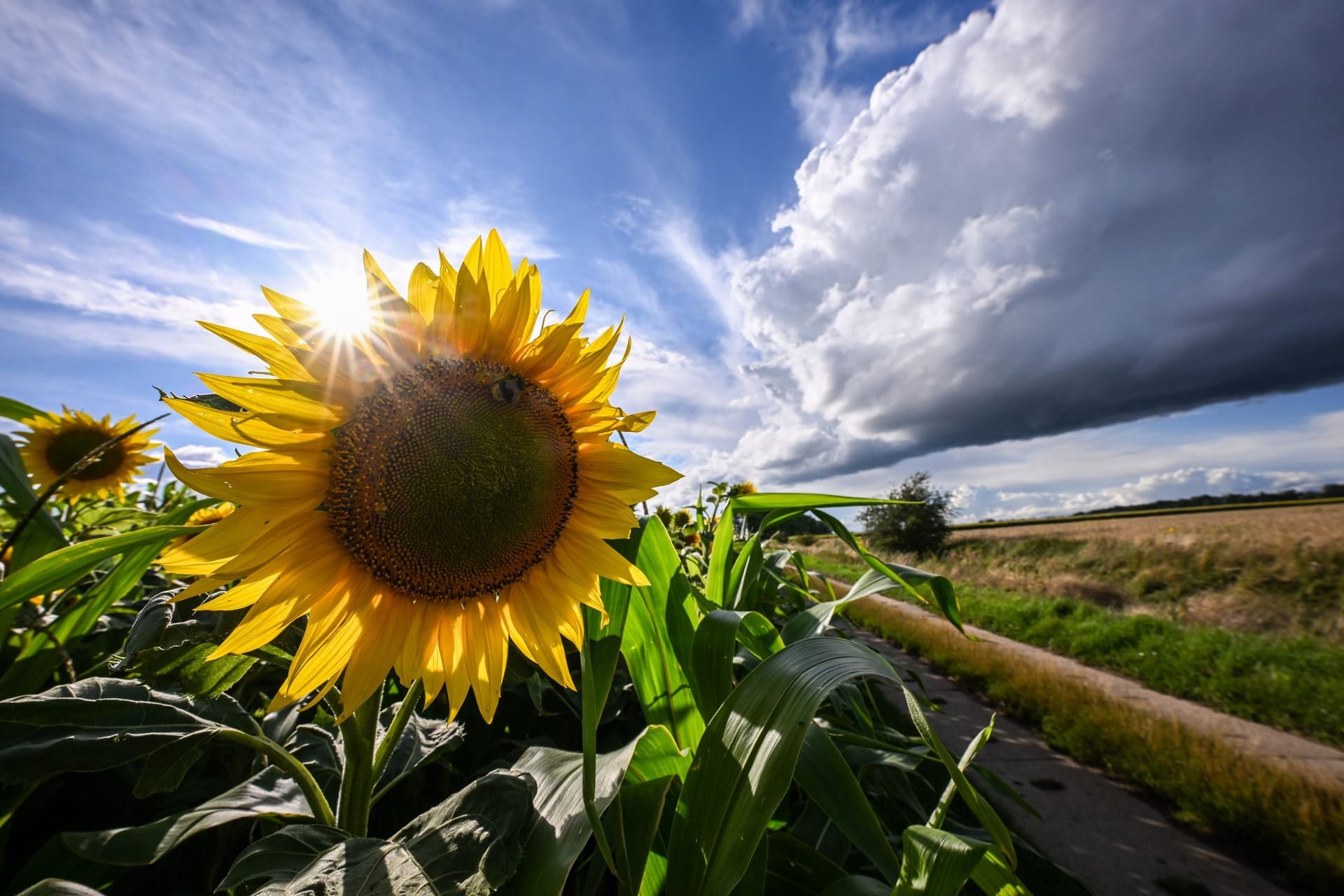 Deutscher Wetterdienst veröffentlicht vorläufige Sommerbilanz